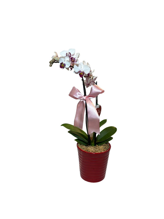 Mini Orquídea Phalaenopsis com vaso