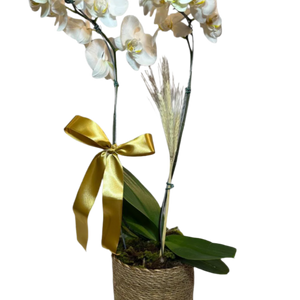 Orquídea Phalaenopsis Branca com Vaso de palha