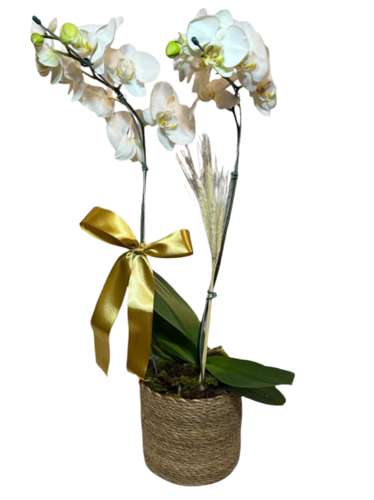 Orquídea Phalaenopsis Branca com Vaso de palha