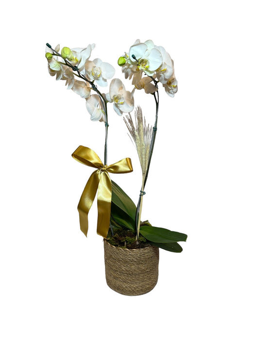 Orquídea Phalaenopsis Branca com Vaso de palha
