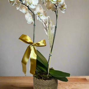 Orquídea Phalaenopsis Branca com Vaso de palha