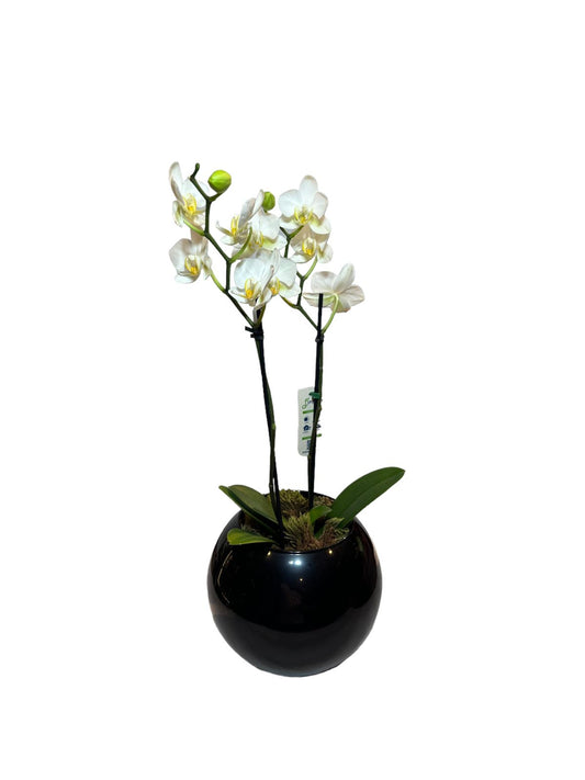 Cópia de Mini Orquídea Phalaenopsis com vaso
