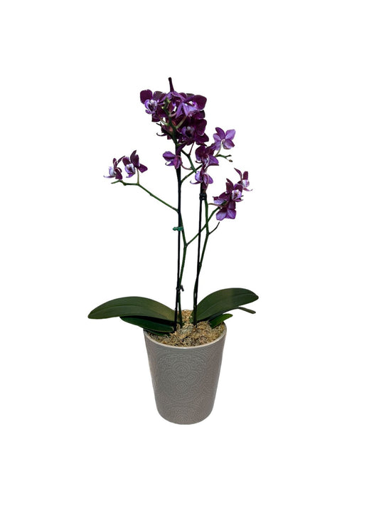 Mini Orquídea Phalaenopsis com vaso