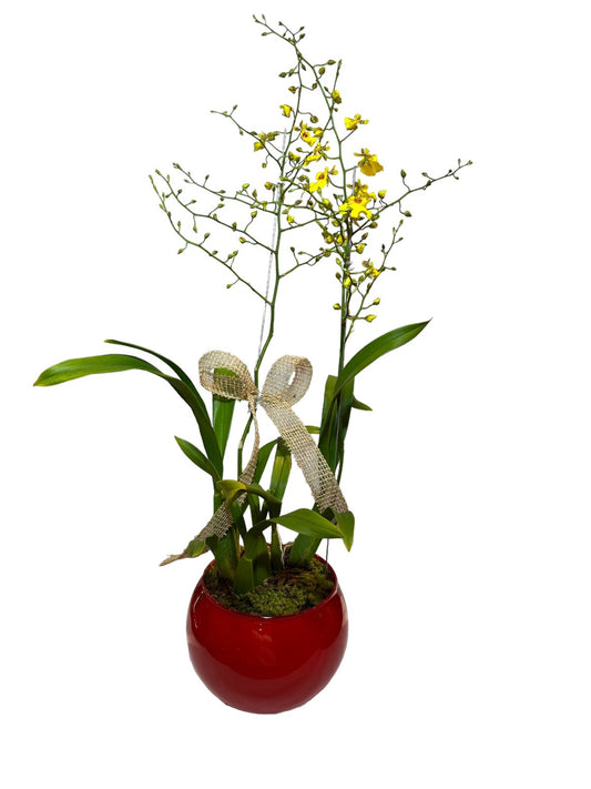 Orquídea Chuva de Ouro com vaso