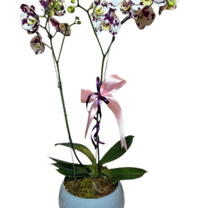 Phalaenopsis Dalmata orchid with pot
