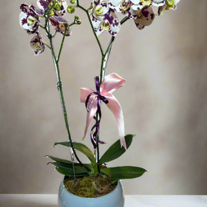 Phalaenopsis Dalmata orchid with pot