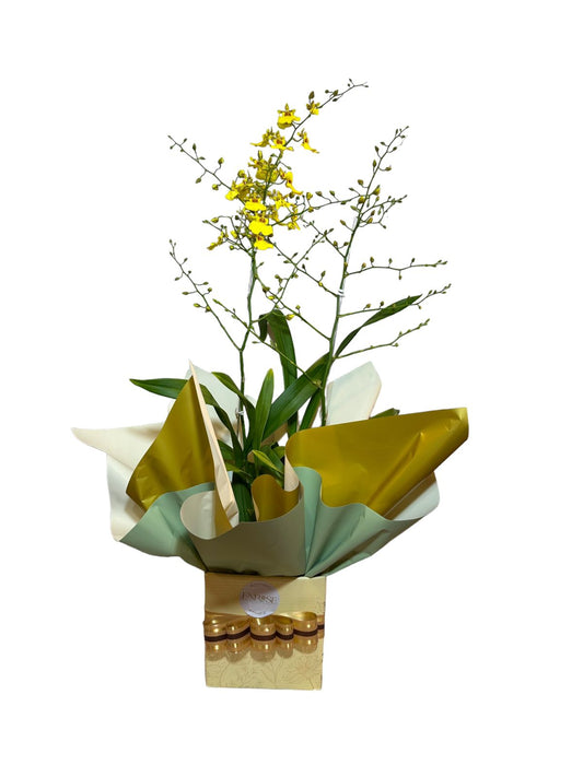 Orquídea Chuva de Ouro
