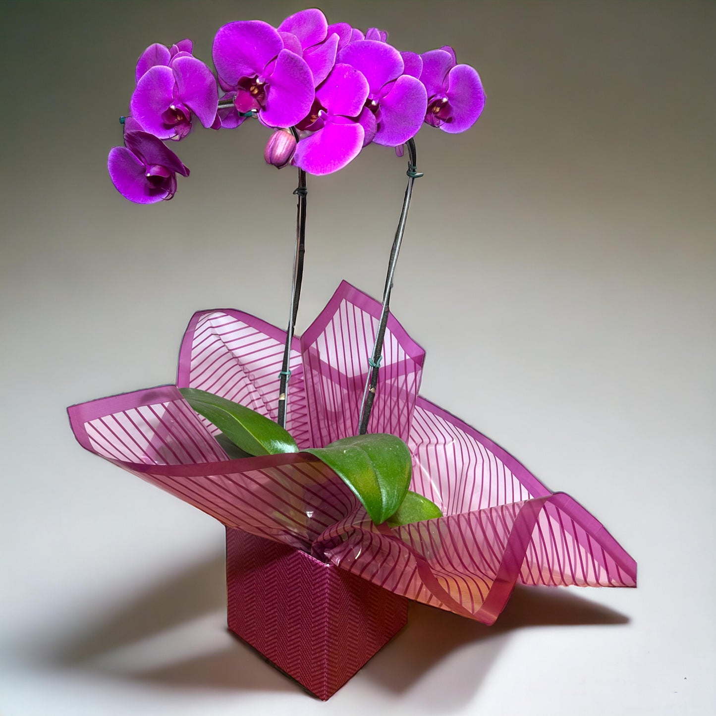 Orquídea Phalaenopsis com duas astes com cachepot de Papelão