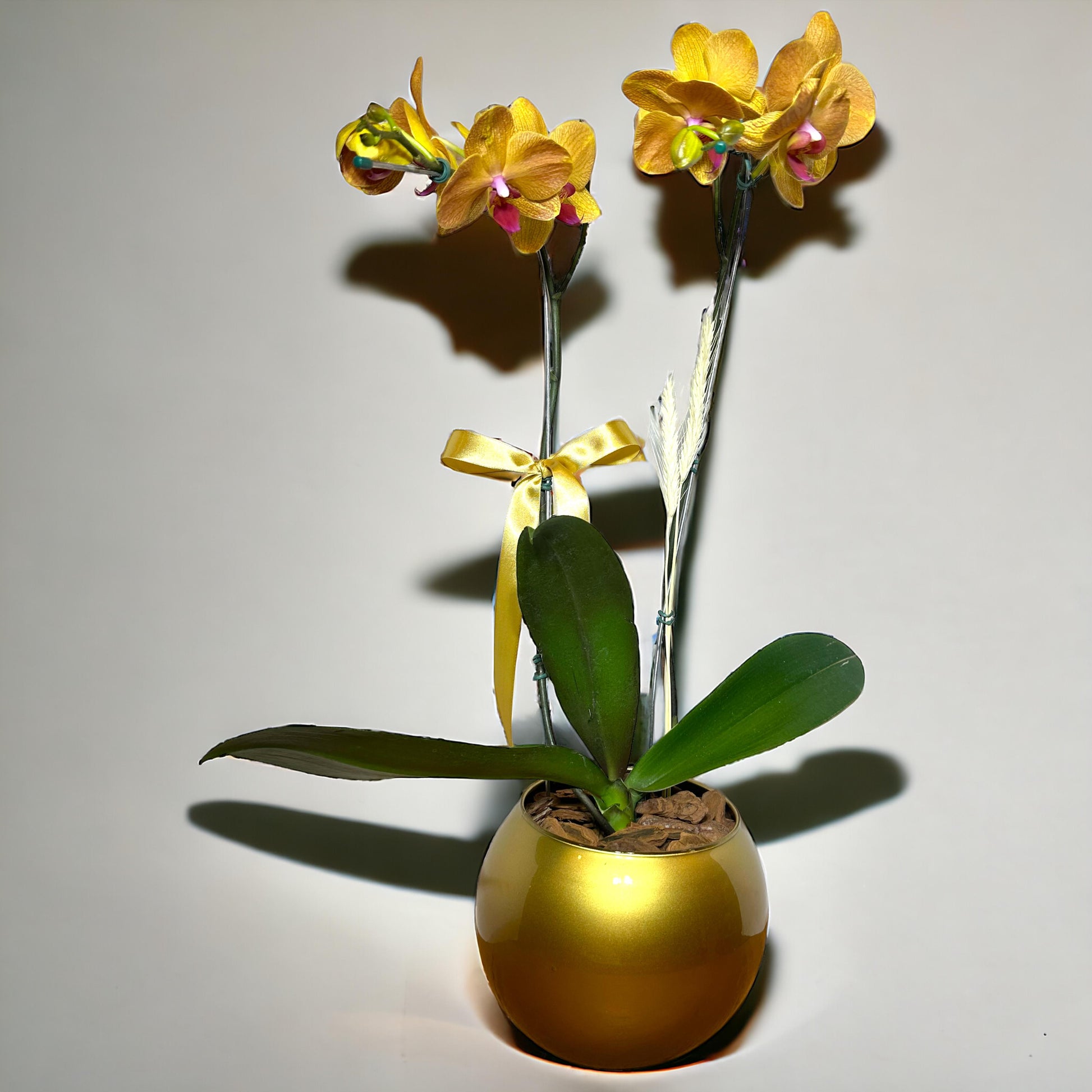 Orquídea Phalaenopsis com Duas Astes