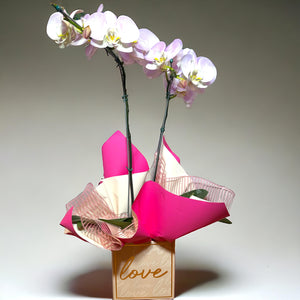 Orquídea Phalaenopsis com Duas Astes