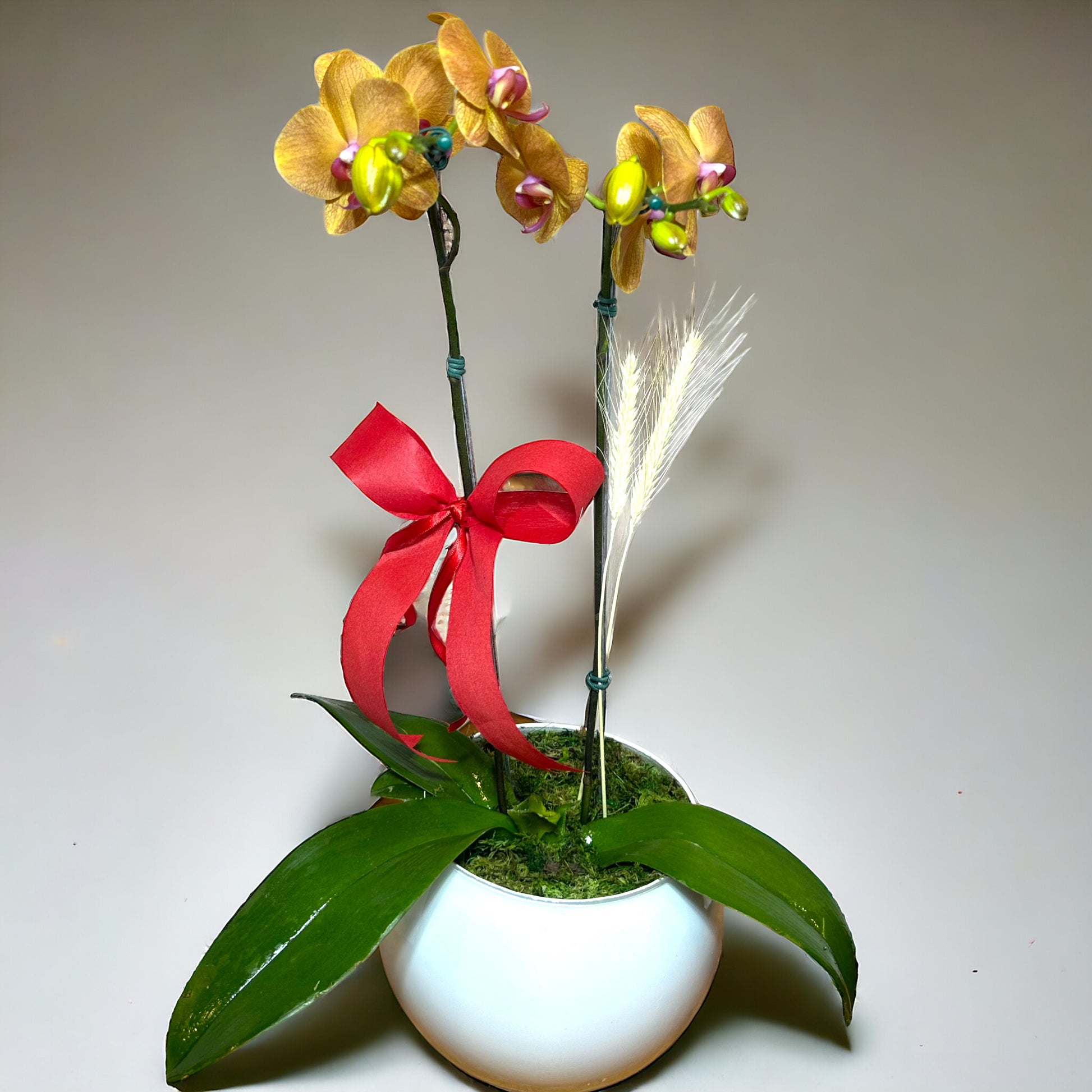 Orquídea Phalaenopsis com Duas Astes