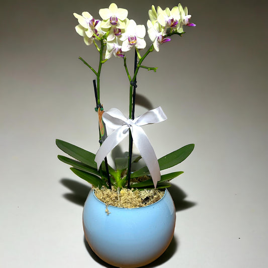 Mini Orquídea Phalaenopsis com Duas Astes e vaso vedro
