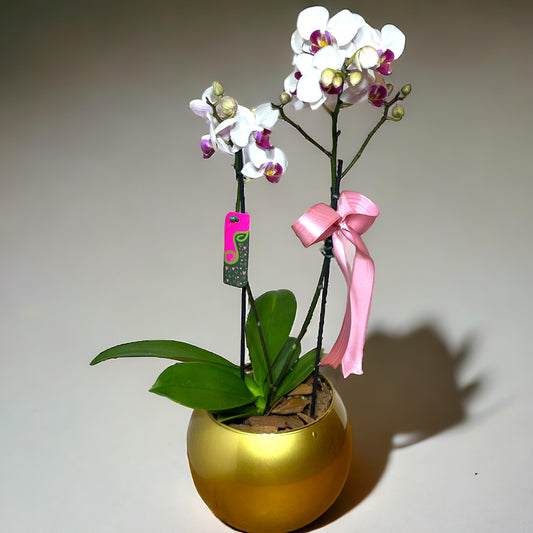 Mini Orquídea Phalaenopsis com Duas Astes e vaso vedro