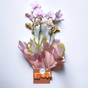 Orquídea Phalaenopsis com Duas Astes