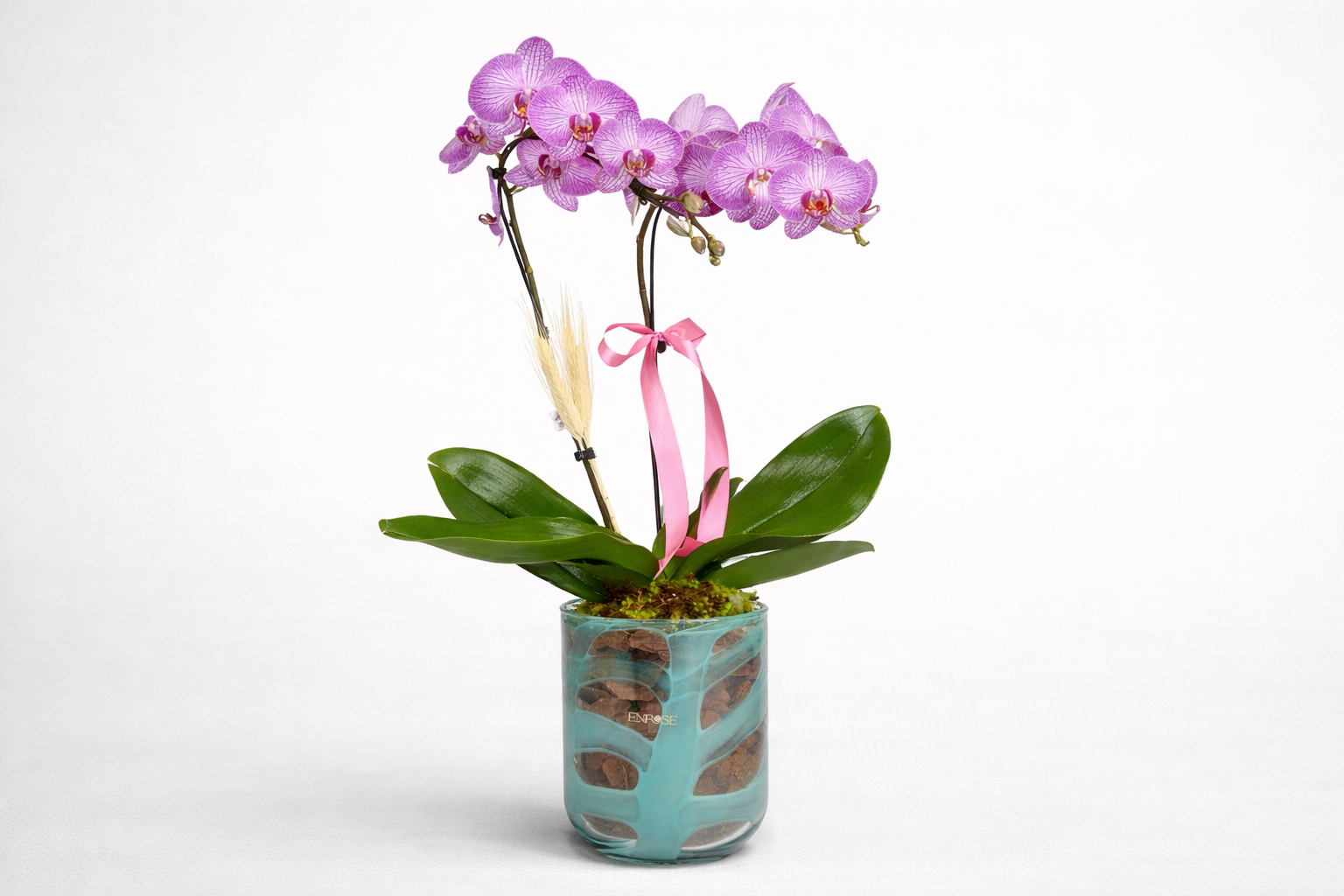 Orquídea Phalaenopsis Rosa Elegante