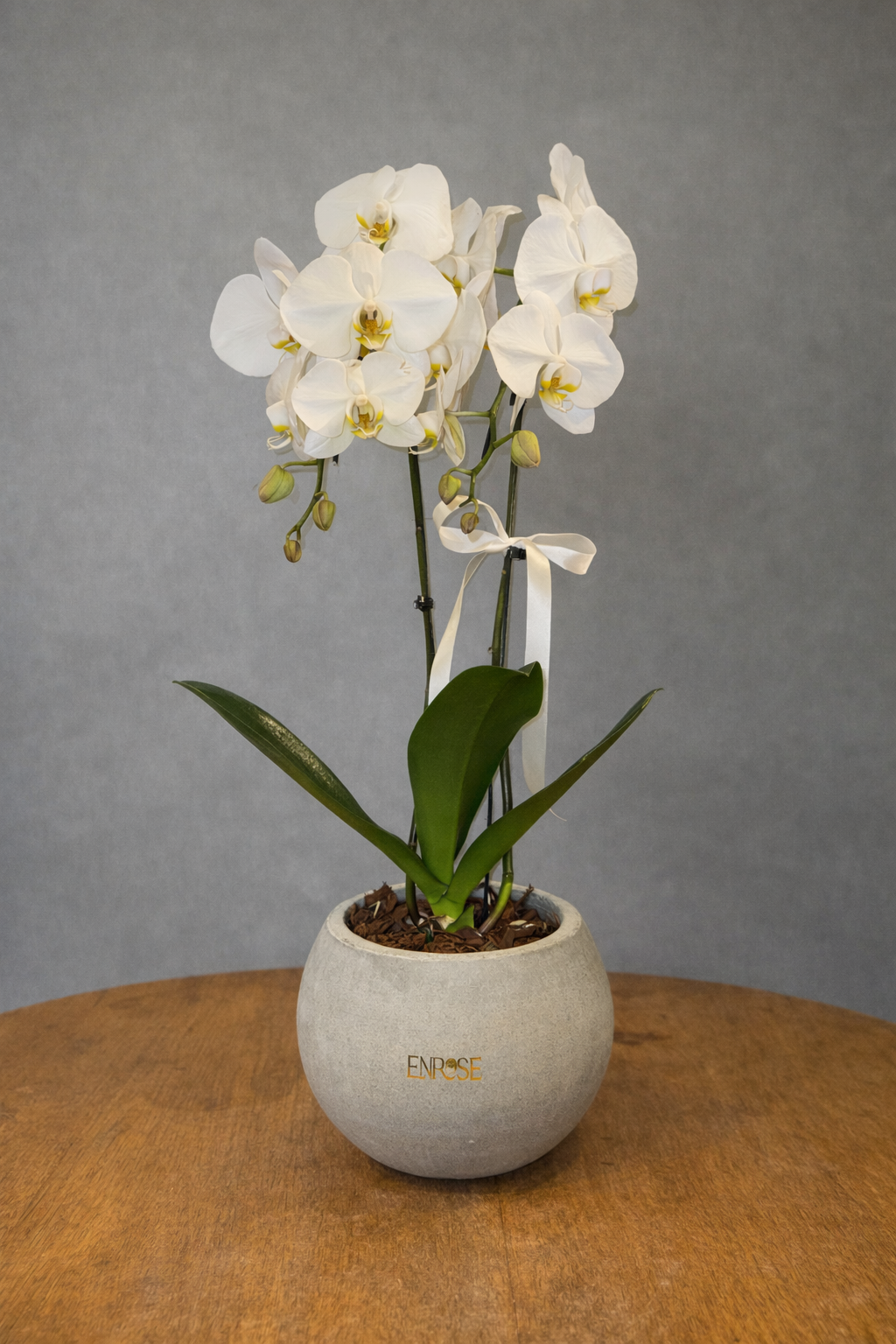 Orquídea branca em vaso moderno de cimento queimado