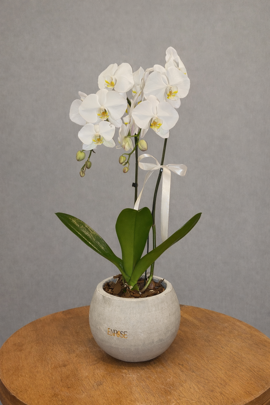 Orquídea branca em vaso moderno de cimento queimado