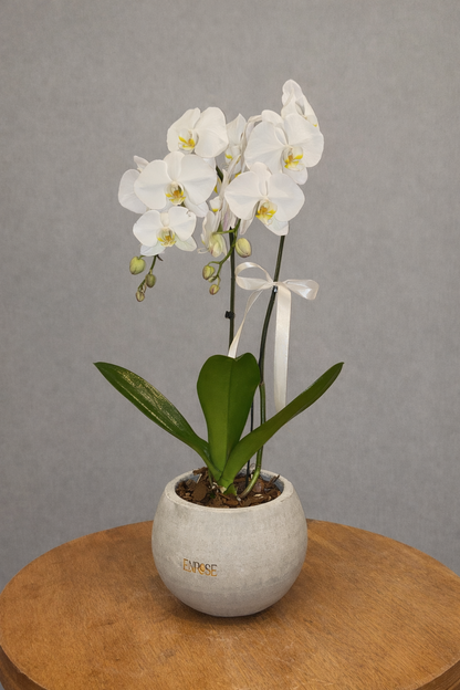 Orquídea branca em vaso moderno de cimento queimado