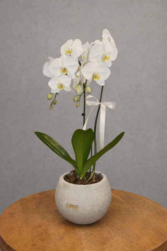 Orquídea branca em vaso moderno de cimento queimado