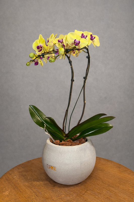 Orquídea Amarela em vaso moderno de cimento queimado
