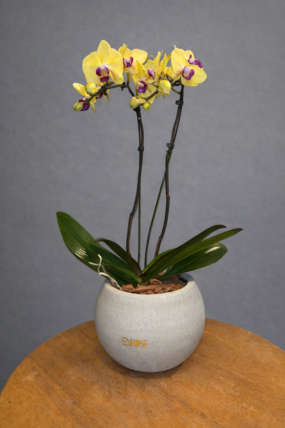 Orquídea Amarela em vaso moderno de cimento queimado