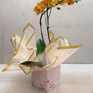 Orquídea Phalaenopsis laranja no caixa