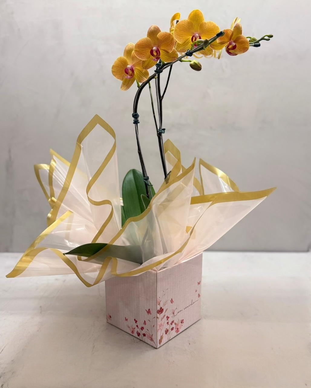 Orquídea Phalaenopsis laranja no caixa