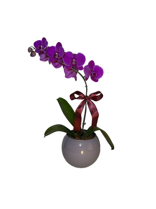 Orquídea Phalaenopsis Rosa com vaso