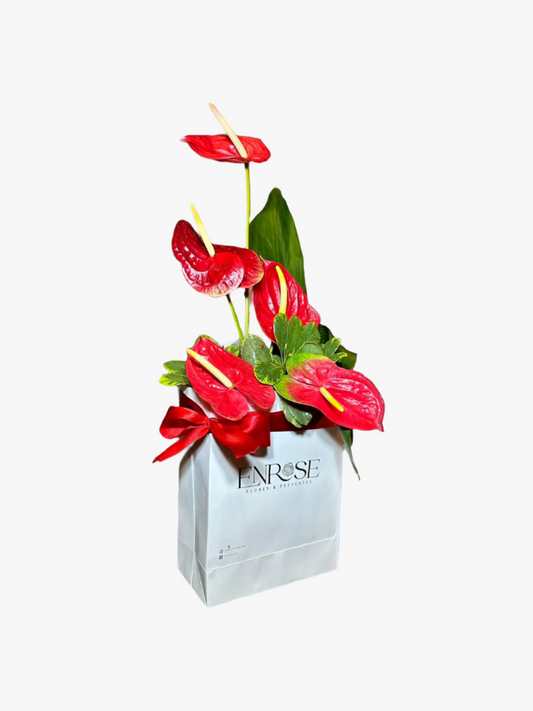 Anthurium Arrangement