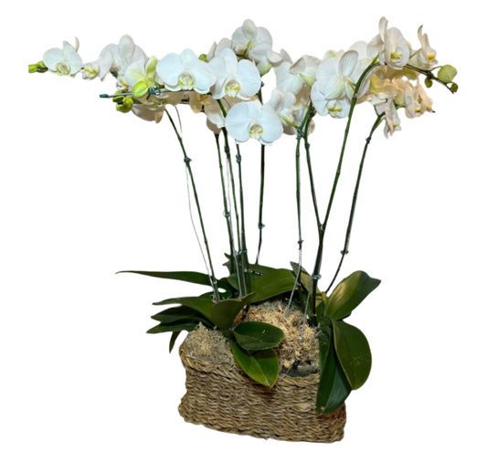 três vasos com Orquídea Phalaenopsis