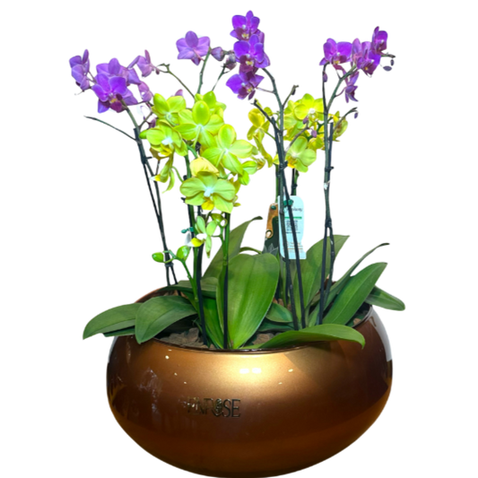 Arranjo Exclusivo com Quatro Orquídeas Mini em Vaso Luxuoso