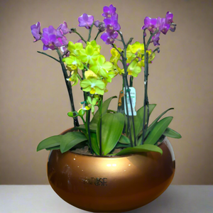 Exclusive Arrangement with Four Mini Orchids in a Luxurious Vase