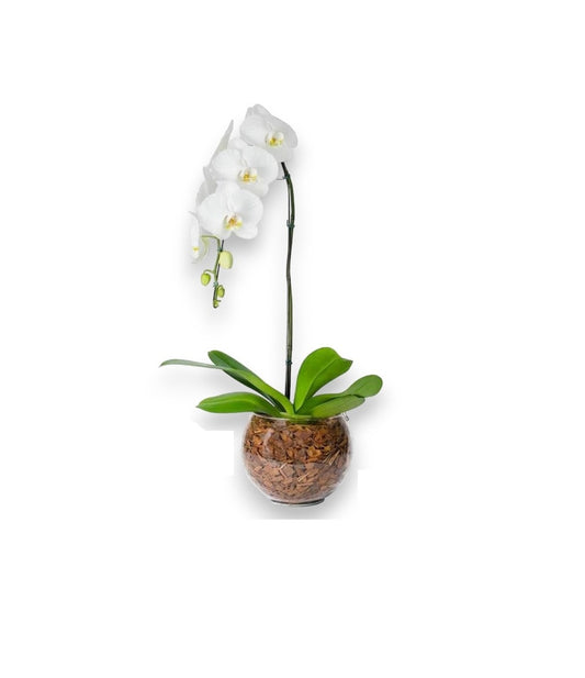 Orquídea Phalaenopsis Branca com vaso