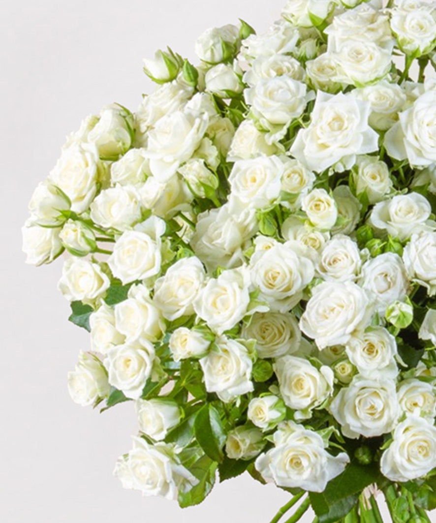 Absolute Pink Roses Absolute Purity with 100 Mini Roses – enrose ltda