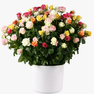 Jardim de 150 Rosas Coloridas