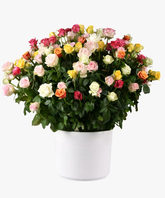 Jardim de 150 Rosas Coloridas